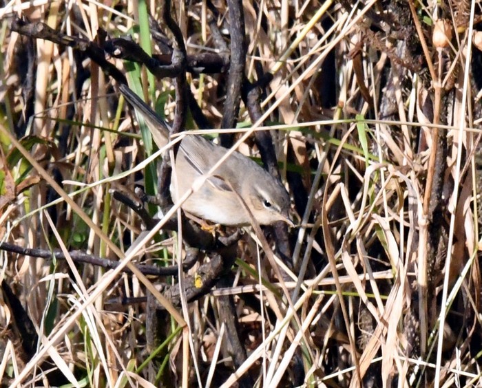 Dusky Warbler