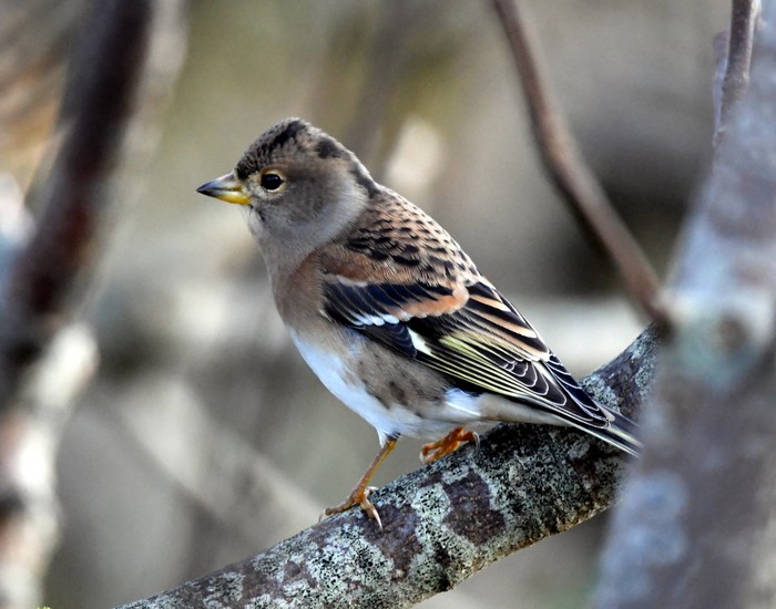Brambling