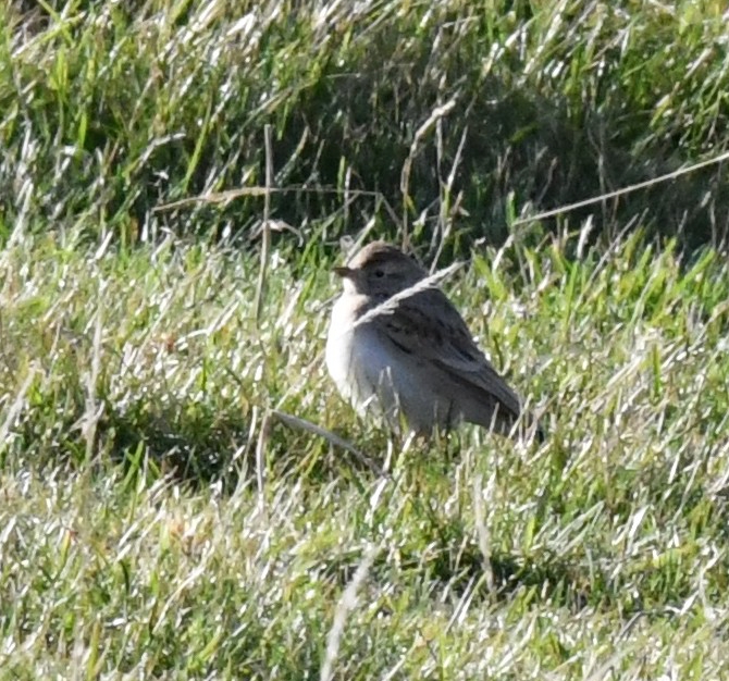 Short-toed Lark