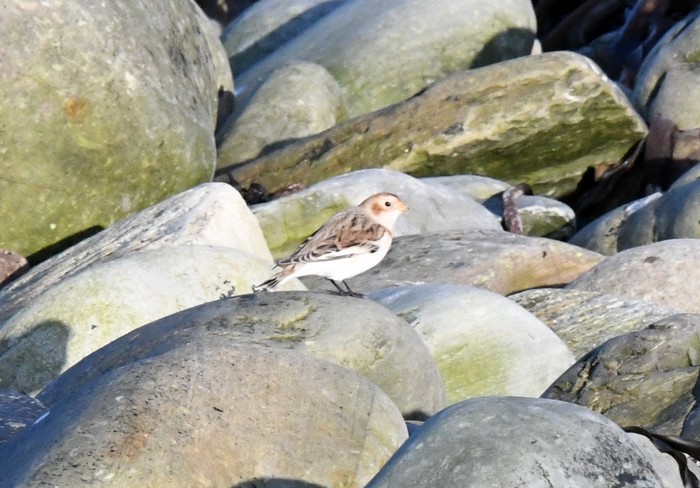Snow Bunting