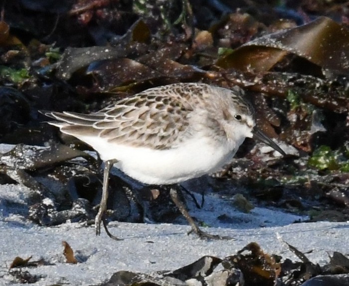 Semipalmated Sandpiper