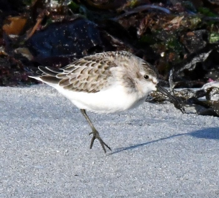 Semipalmated Sandpiper