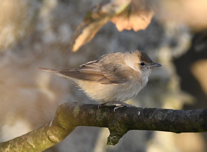 Garden Warbler