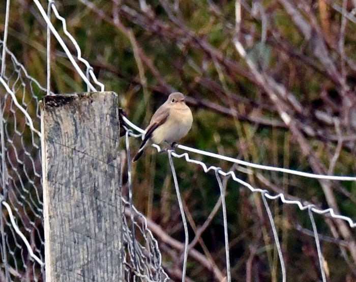 Red-breasted Flycatcher