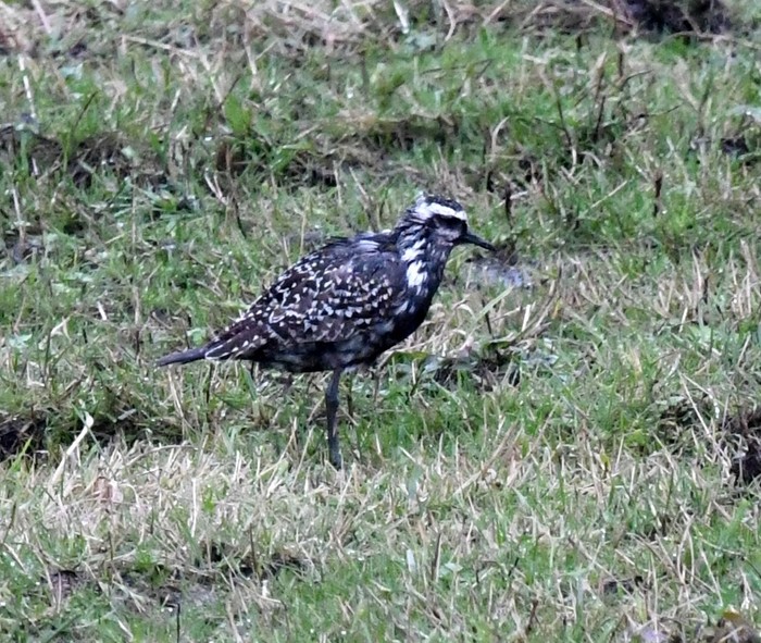American Golden Plover
