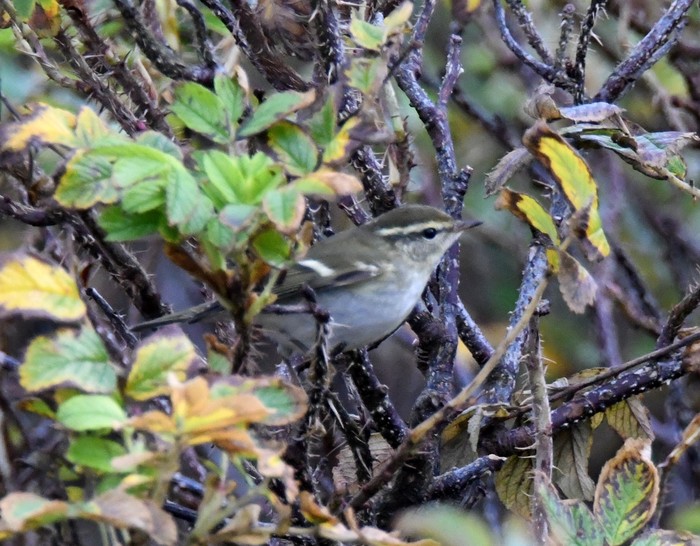 Yellow-browed Warbler