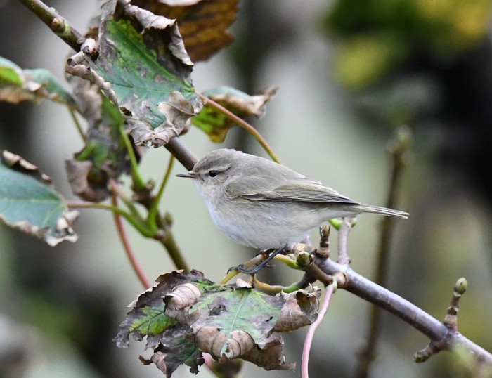 Siberian Chiffchaff