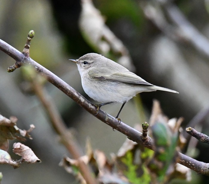 Siberian Chiffchaff