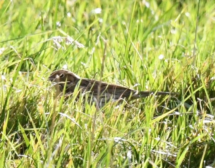 Little Bunting
