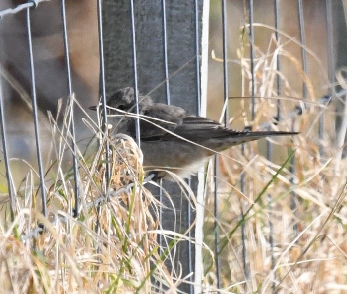 Barred Warbler