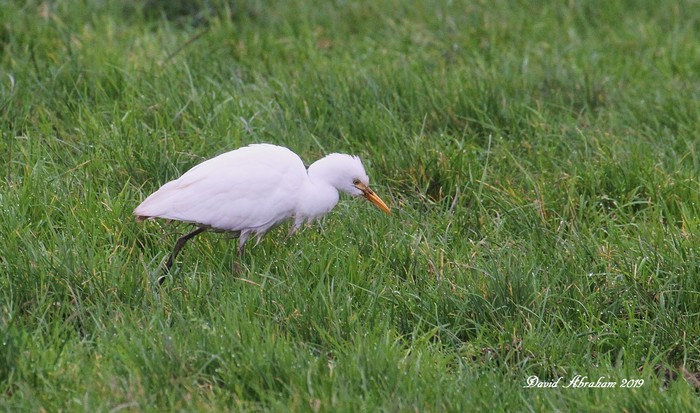 Cattle Egret