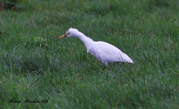 Cattle Egret
