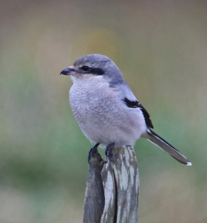 Great Grey Shrike
