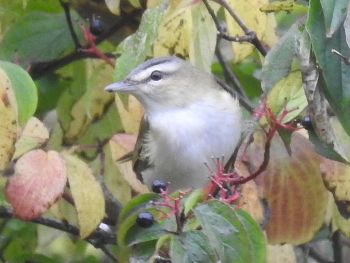 Red-eyed Vireo