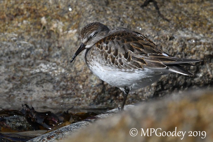 White-rumped Sandpiper
