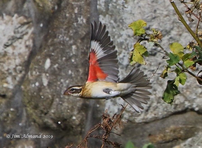 Rose-breasted Grosbeak