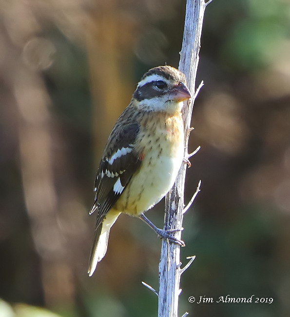 Rose-breasted Grosbeak