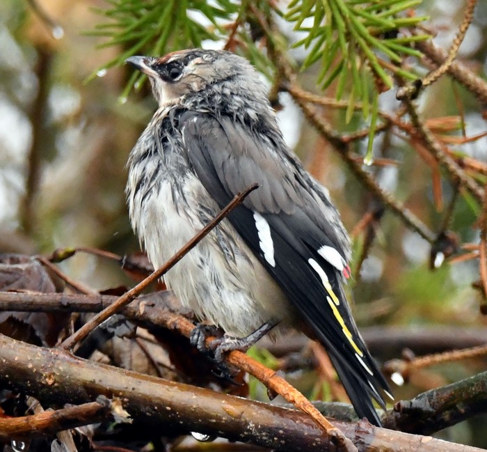Waxwing