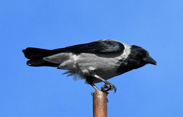 Hooded Crow