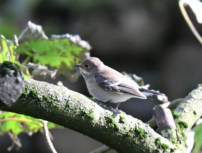 Pied Flycatcher