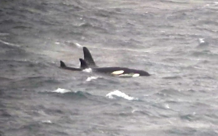 Killer Whale