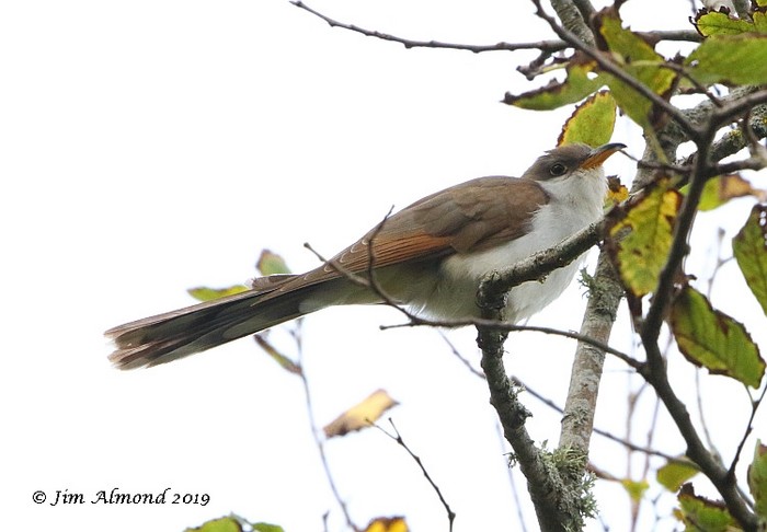 Yellow-billed Cuckoo