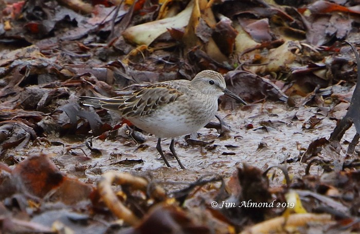 White-rumped Sandpiper