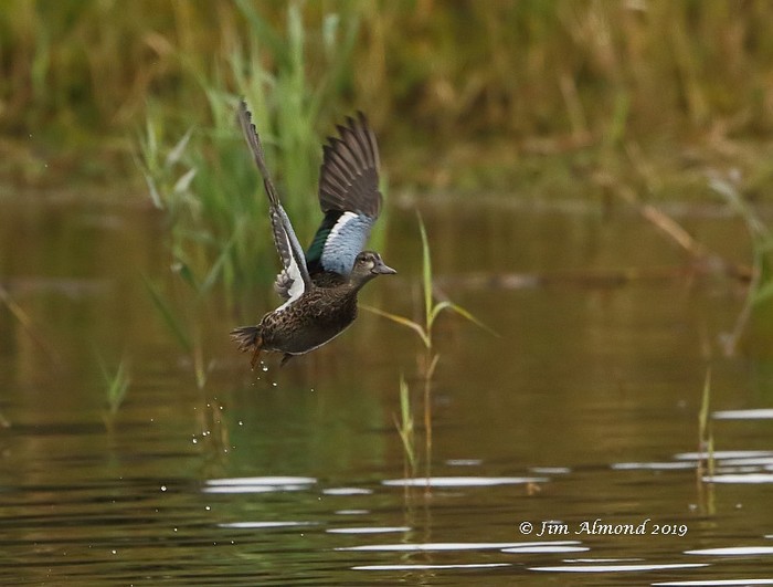 Blue-winged Teal