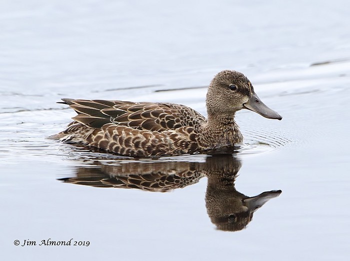 Blue-winged Teal