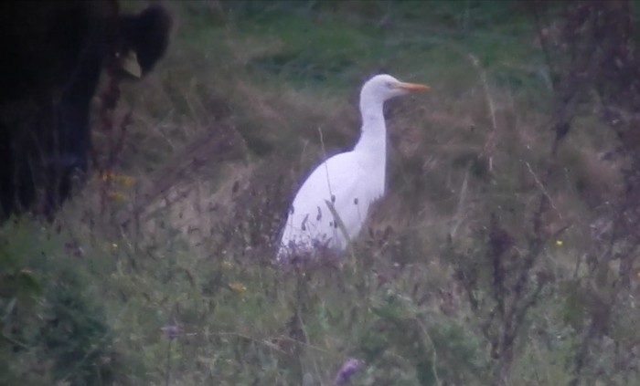 Cattle Egret