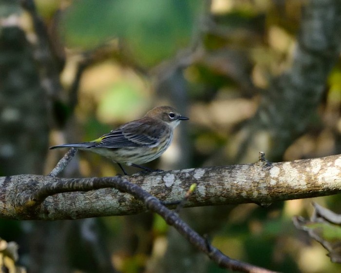 Myrtle Warbler