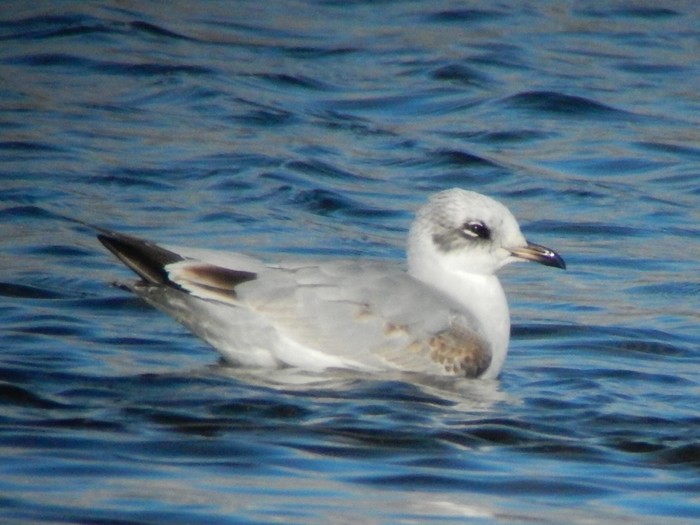 Mediterranean Gull