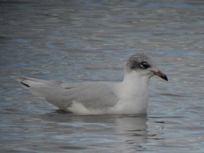 Mediterranean Gull