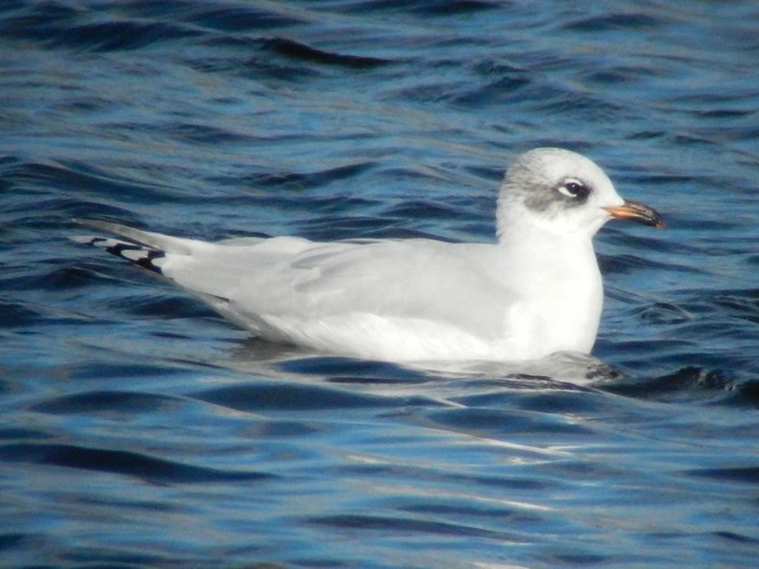 Mediterranean Gull