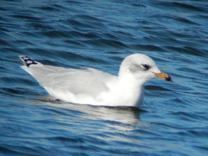 Mediterranean Gull