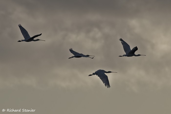 Spoonbill