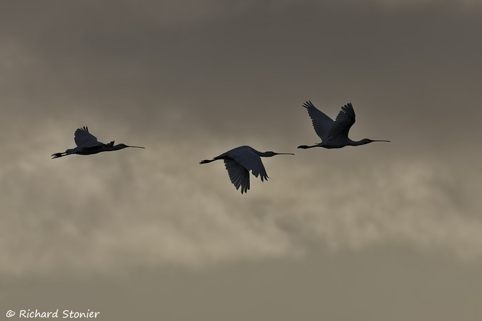 Spoonbill