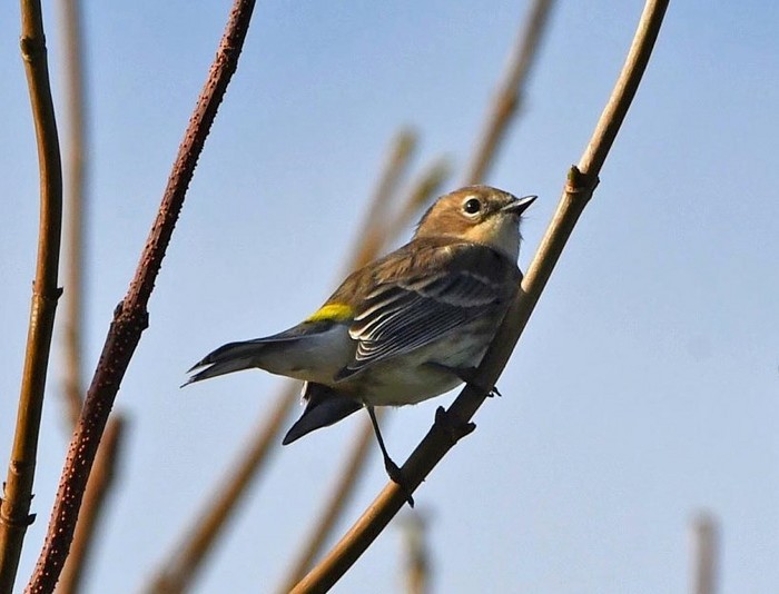 Myrtle Warbler