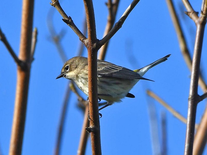 Myrtle Warbler