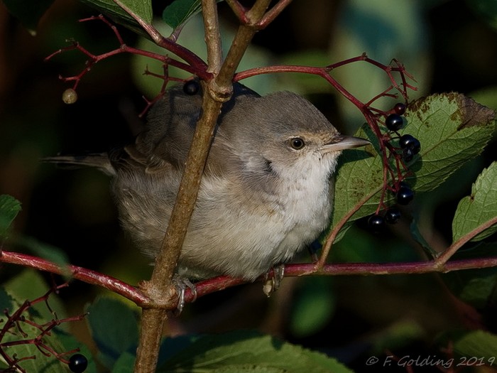 Barred Warbler