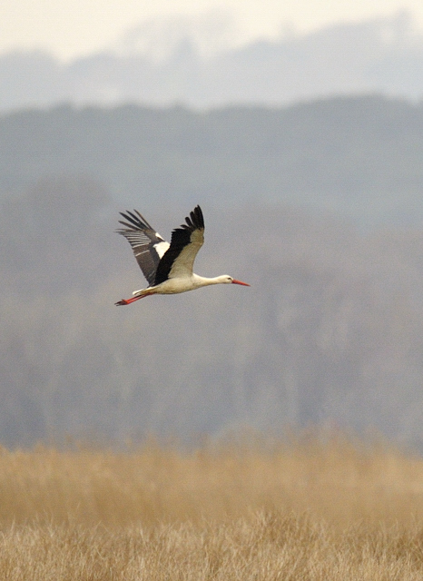 White Stork