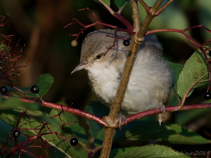 Barred Warbler