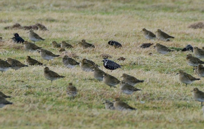 American Golden Plover