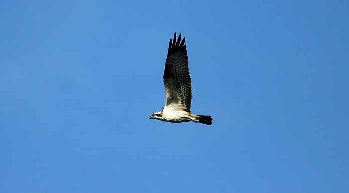 Osprey