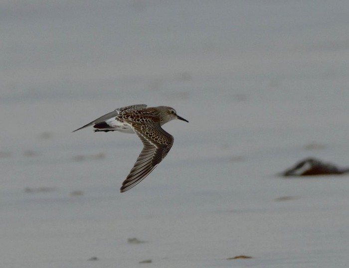 White-rumped Sandpiper