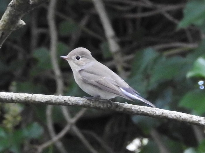 Red-breasted Flycatcher