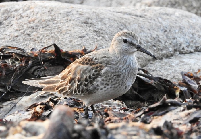 White-rumped Sandpiper