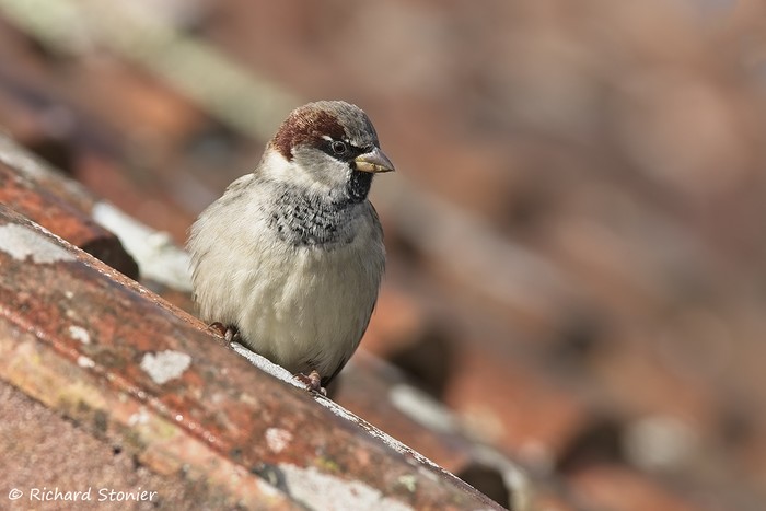 House Sparrow