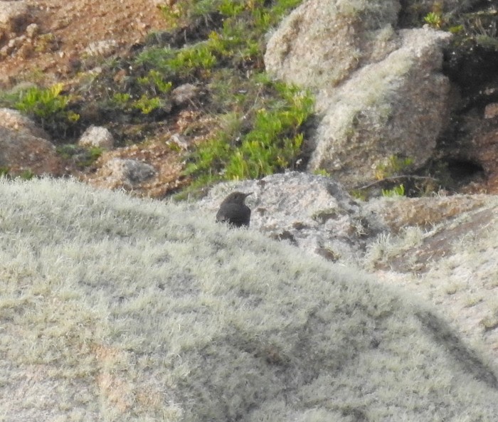 Blue Rock Thrush