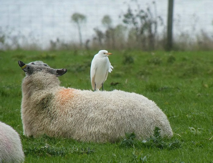 Cattle Egret